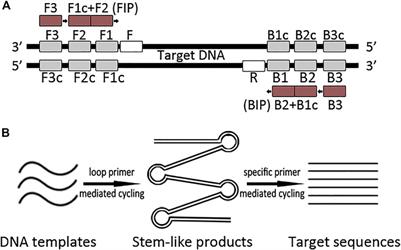 Using loop-primer mediated PCR to enhance the detection of poorly preserved DNA